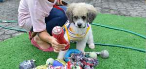 Max, el s&iacute;mbolo de los animales rescatados, fue llevado a Guayaquil para asearlo y peluquearlo. Estuvo albergado en el hotel Villa Canina y ya regres&oacute; a Manab&iacute;.