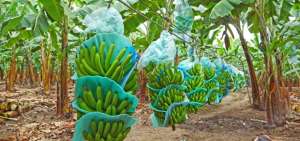Sector bananero cumple medidas de bioseguridad en sus fincas y puertos