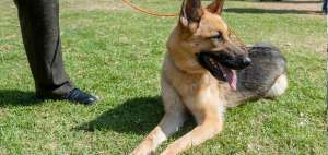 En dos urbes esterilizar&aacute;n a mascotas