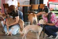 La Dirección de Bienestar Animal de Guayaquil indicó que han rescatado 2.096 mascotas desde mayo de 2023 a mayo de 2024. 