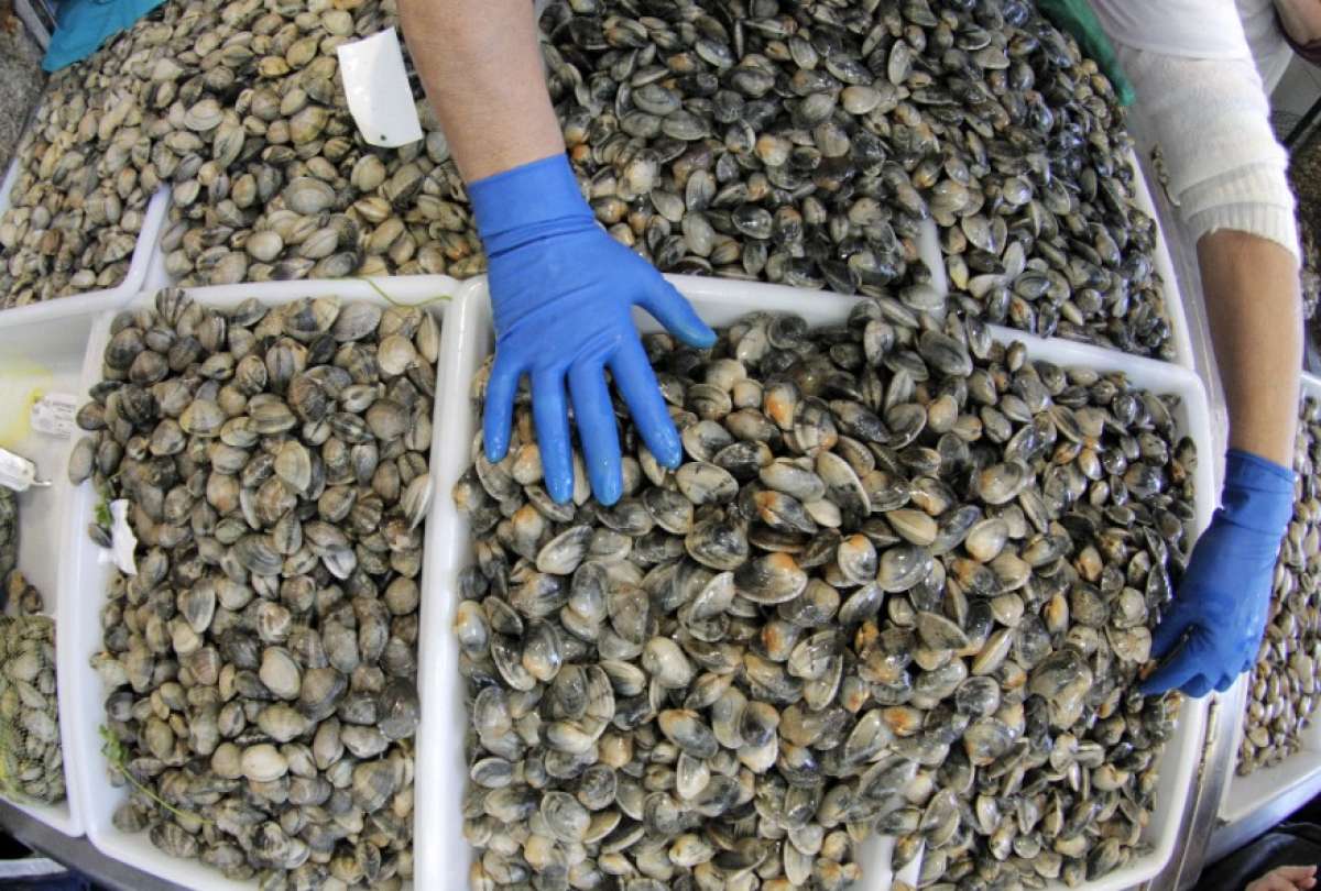 La poblaci&oacute;n mesol&iacute;tica consum&iacute;a productos como los moluscos. 