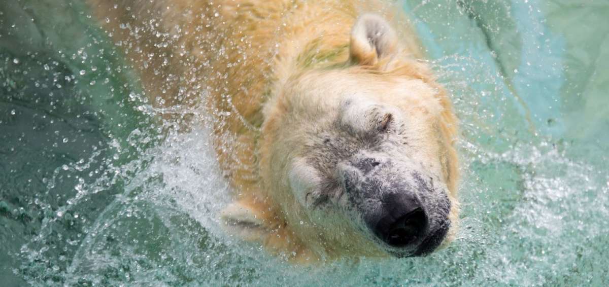 El primer oso polar nacido bajo los tr&oacute;picos podr&iacute;a ser sacrificado