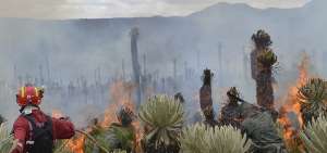 Los bomberos trabajaron en condiciones adversas para sofocar las llamas. El viento aviv&oacute; el fuego.