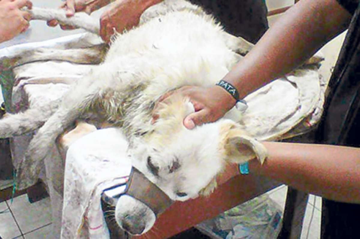El can baleado recibi&oacute; atenci&oacute;n veterinaria tras ser rescatado por la Polic&iacute;a, en Puerto Bol&iacute;var. Foto: Cortes&iacute;a.