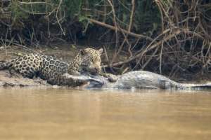 Un jaguar es captado mientras caza un caimán. 