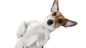 &iquest;C&oacute;mo es tu perro seg&uacute;n su signo?