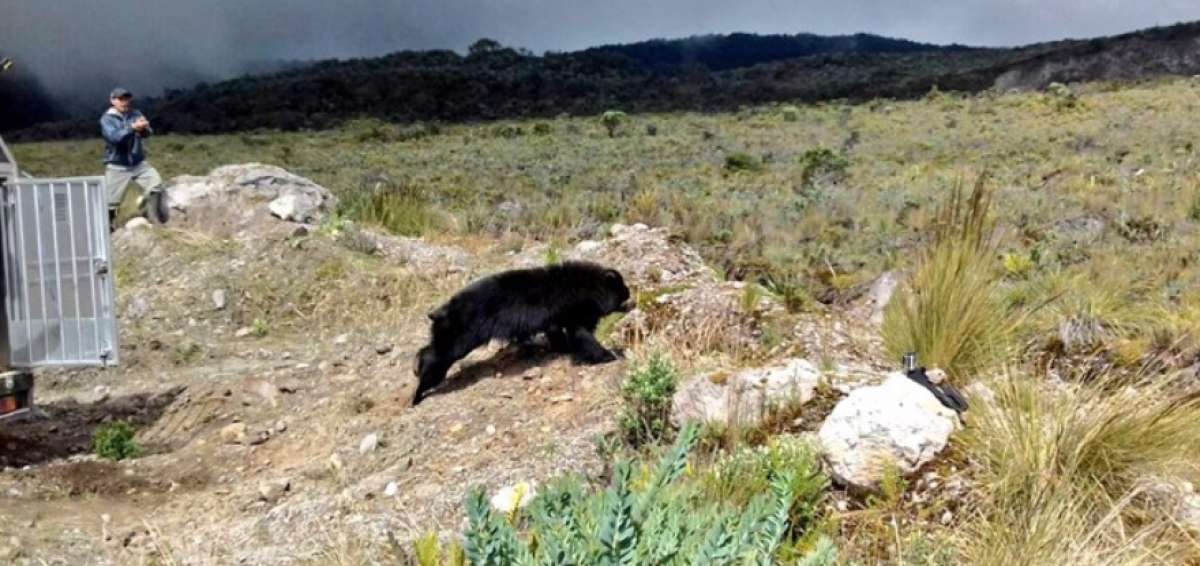 As&iacute; volvi&oacute; 'Estrellita' a su h&aacute;bitat