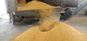 La empresa p&uacute;blica almacenera al adquirir el grano ayuda a regular los precios del mercado y favorece a los agricultores.