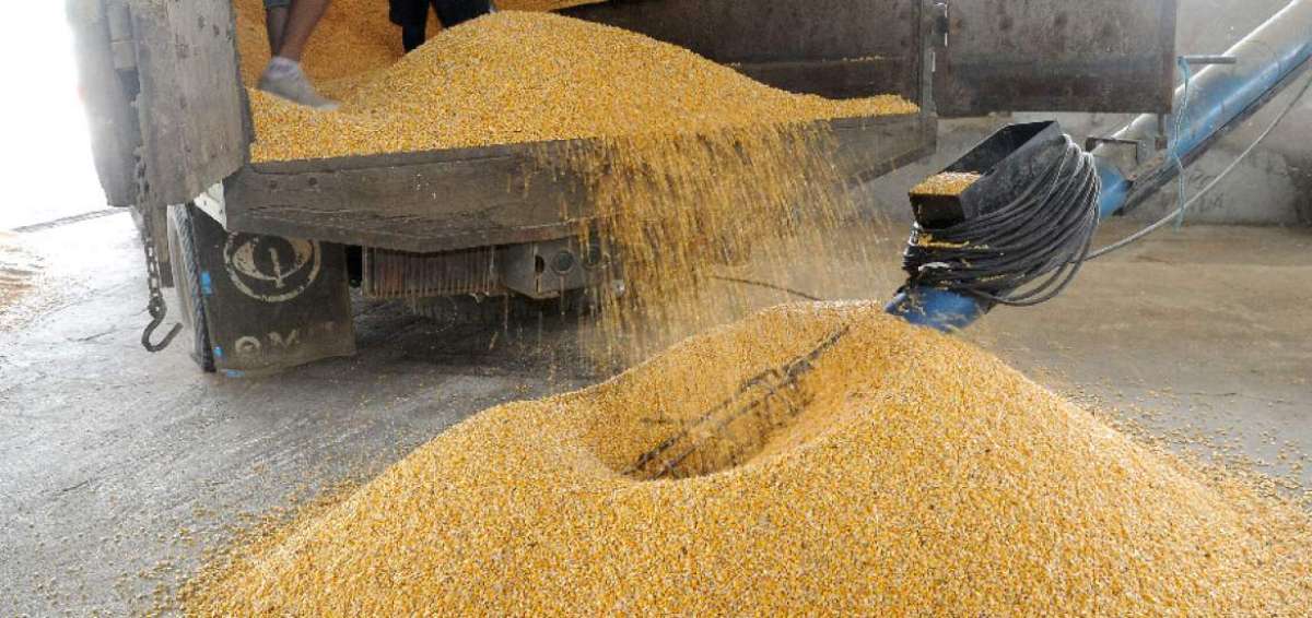 La empresa p&uacute;blica almacenera al adquirir el grano ayuda a regular los precios del mercado y favorece a los agricultores.