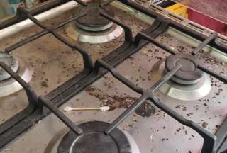 Presencia de roedores y alimentos en mal estado desata alarma sanitaria. 