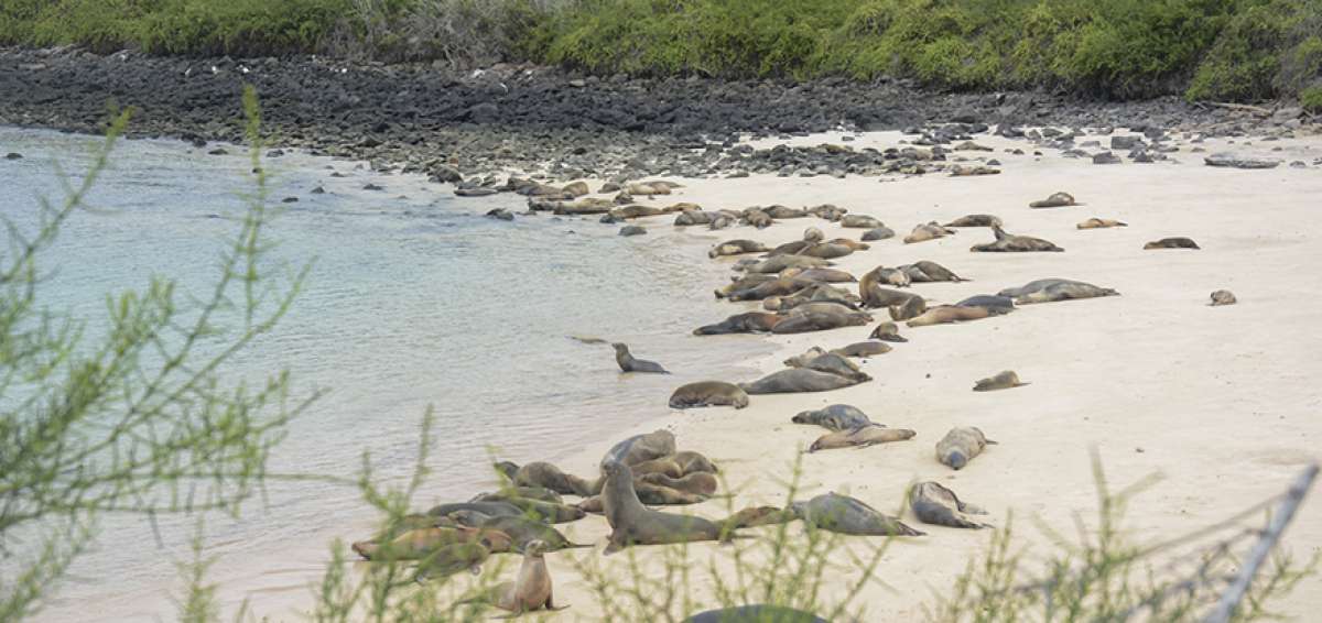 Una primera revisi&oacute;n de datos del monitoreo -sin turistas- en las islas, evidenci&oacute; la presencia de nidos en los senderos utilizados por turistas.