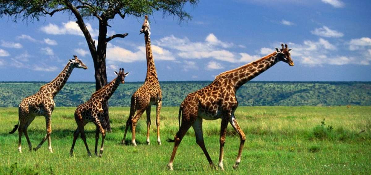El n&uacute;mero de jirafas, el animal terrestre m&aacute;s grande del planeta, cay&oacute; bajo los 100.000 en 2015. 