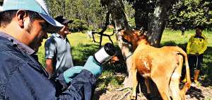 Comuneros y personal veterinario del Ministerio de Agricultura y Ganader&iacute;a participaron en la aplicaci&oacute;n de medicaci&oacute;n al ganado en la Toglla-Quito.  