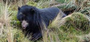 50 osos de anteojos en peligro de extinci&oacute;n habitar&iacute;an en Quito
