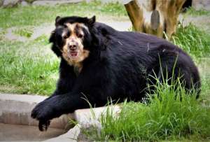 El oso andino, &uacute;nica especie de oso en Sudam&eacute;rica, est&aacute; catalogado como En Peligro.