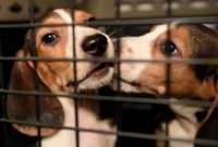 Cachorros beagle eran vendidos a laboratorios científicos