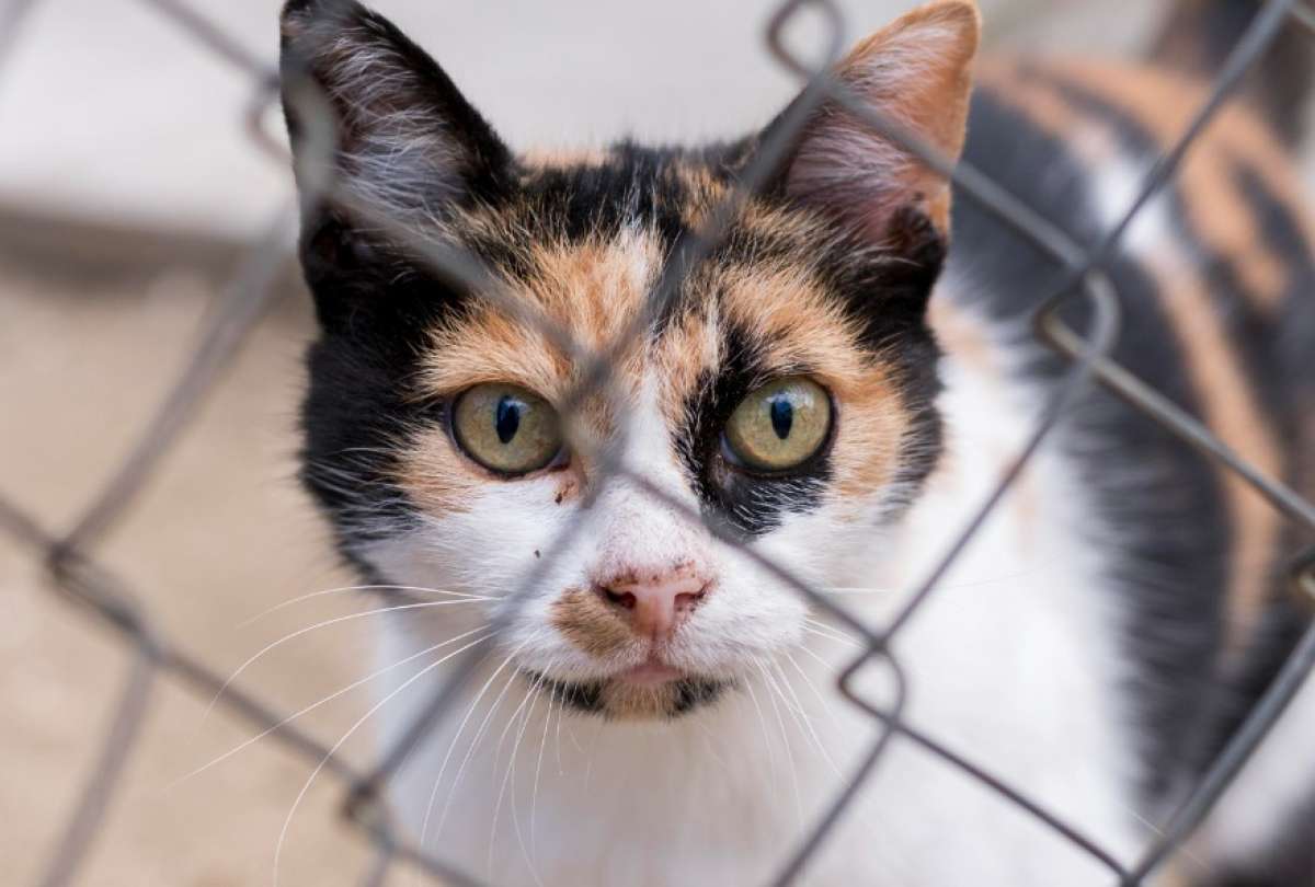 Rescatistas y activistas exigen justicia tras la desaparici&oacute;n y muerte de varios gatos.