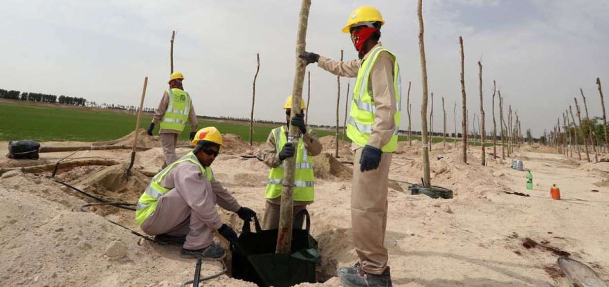 El jueves pasado se inaugur&oacute; el gran vivero en la zona norte de Doha; una vez sembrado el primer &aacute;rbol, los trabajadores comenzaron con la obra.
