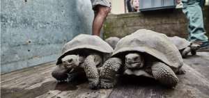 Devuelven a su h&aacute;bitat natural a 309 tortugas gigantes en Gal&aacute;pagos