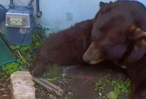 Un oso de más de 200 kg hibernaba al interior de una casa.