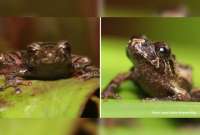 Descubren dos nuevas especies de ranas terrestres en el Corredor Ecológico Llanganates-Sangay
