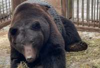 Liberan a un oso que quedó atrapado en un neumático en Rusia