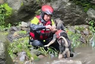 Aplanchado, el tierno can que quedó atrapado de un lado del río en Quito fue rescatado. 