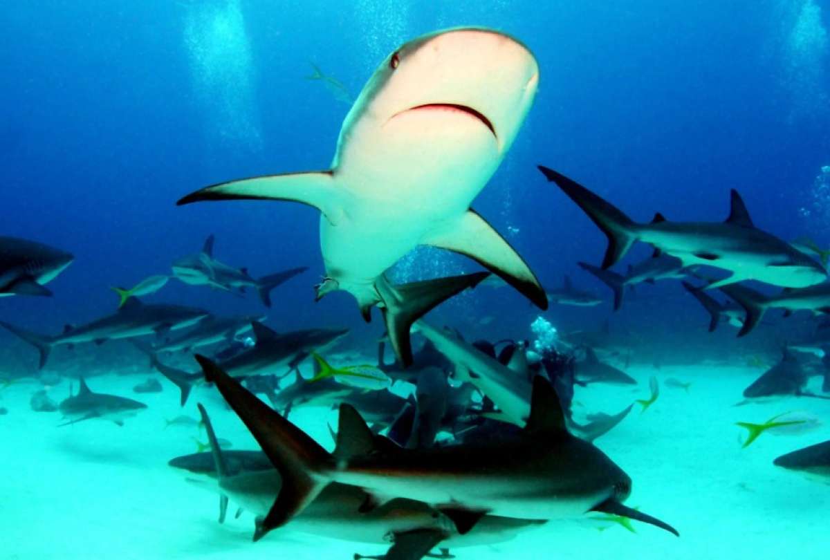 La inversi&oacute;n se concentr&oacute; en las reservas marinas de Gal&aacute;pagos.