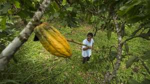 Según la Anecacao, Ecuador se encuentra “ante una posición histórica. A pesar de que hubo un alza similar en el precio del cacao durante los años 70, no se llegó a los niveles actuales.