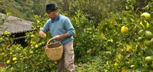San Rafael Alto destaca por las plantaciones de mandarina, lim&oacute;n y otras frutas c&iacute;tricas. All&iacute; los huertos y asociaciones frutales son familiares, como la finca El Molino Viejo, de la familia Barreno.