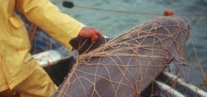 M&eacute;xico extiende veda de pesca en intento por salvar a la vaquita marina