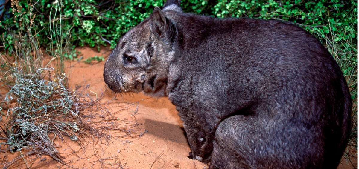 Nace en Australia un raro marsupial que se encuentra en peligro de extinci&oacute;n