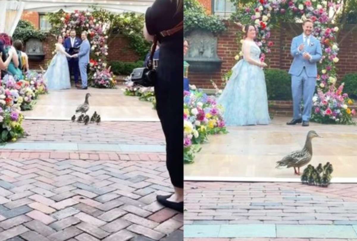 Una tierna familia de patos se volvió viral tras interrumpir una boda y enternecer las redes sociales.
