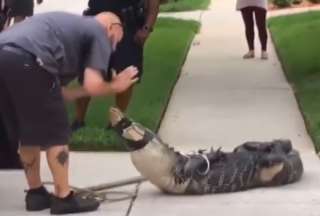 El hombre que capturó al caimán se estuvo burlando del reptil dándole golpes en la cabeza.