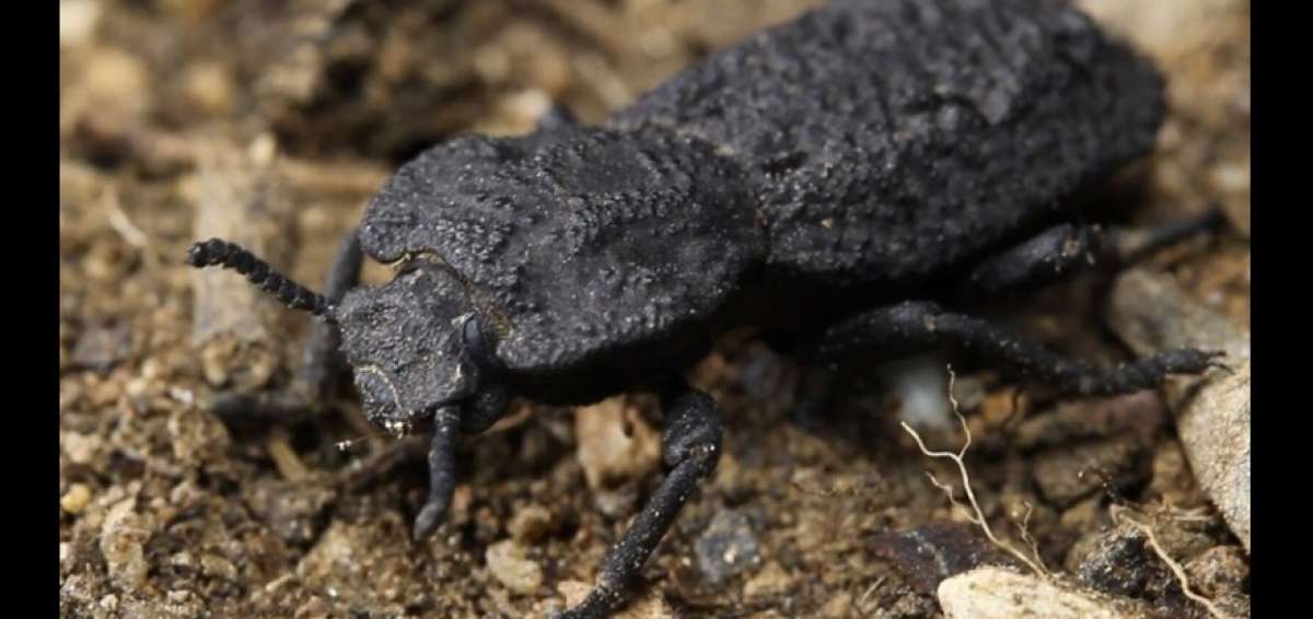 Descifrado el secreto del insecto indestructible: el escarabajo acorazado