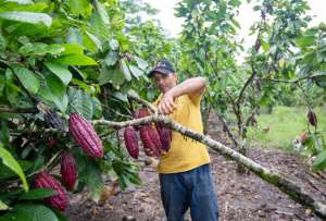 En Loja y Orellana, Petroecuador realiza proyectos sociales, por ejemplo, apoyo para el desarrollo agr&iacute;cola. 