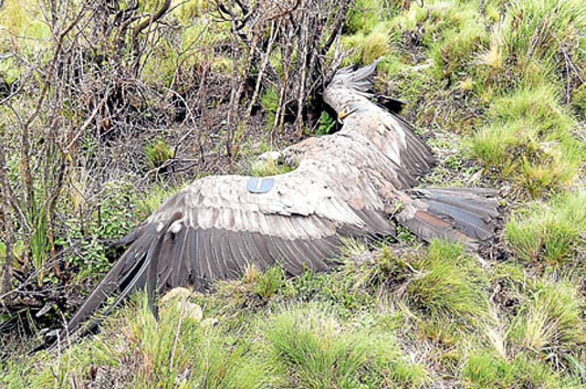 &lsquo;Felipe&rsquo; era un c&oacute;ndor joven liberado en julio del a&ntilde;o pasado. Volaba con frecuencia en la zona de los parques Nacional Cotopaxi y Llanganates. Fue encontrado muerto este 12 de abril. Foto: Cortes&iacute;a