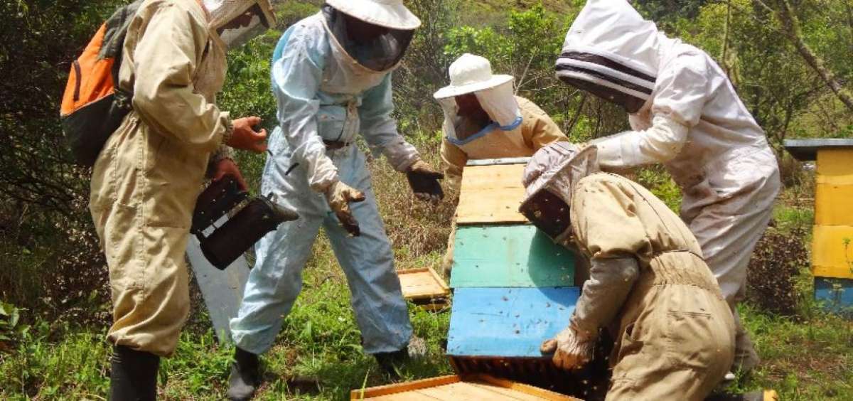 La planta fue equipada con maquinaria de alta tecnolog&iacute;a, de esta forma se ayuda a los productores ap&iacute;colas que laboran en Loja desde hace 22 a&ntilde;os.