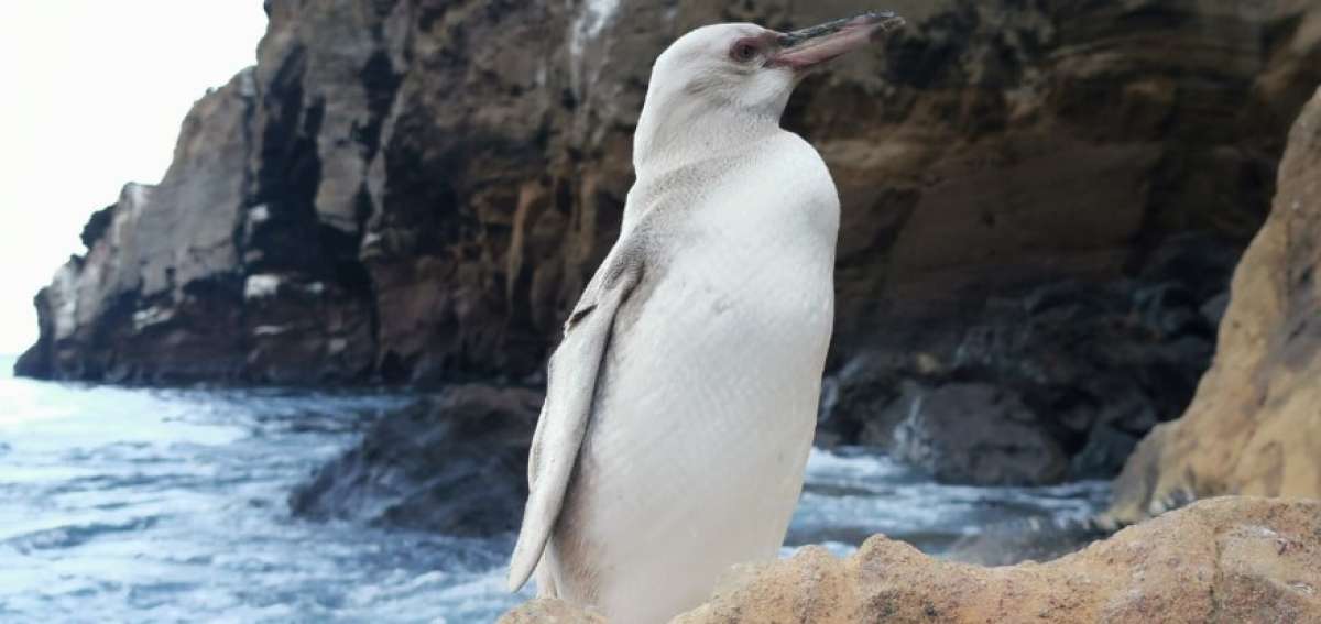 En Gal&aacute;pagos se avista un raro ping&uuml;ino blanco