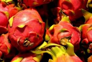 Entra en operaci&oacute;n primera planta provincial para el procesamiento de Pitahaya