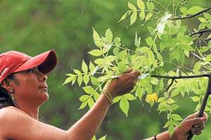 La poblaci&oacute;n recolecta los frutos del &aacute;rbol para extraer su aceite, materia prima para la industria cosm&eacute;tica en Brasil. Foto: Cortes&iacute;a