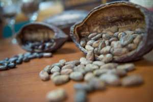 El chocolate: Del cacao al paladar 