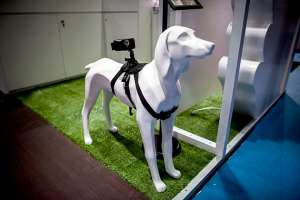 La compa&ntilde;&iacute;a Fujitsu tambi&eacute;n dise&ntilde;&oacute; collares inteligentes para perros y gatos para controlar su salud y localizarlos.