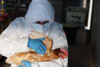 Agrocalidad arrancará con la vacunación de aves de corral para frenar los brotes de gripe aviar.