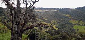 La selecci&oacute;n de las especies arbor&iacute;colas patrimoniales estar&aacute; a cargo de expertos que analizar&aacute;n algunos aspectos, como la biodiversidad que albergan.