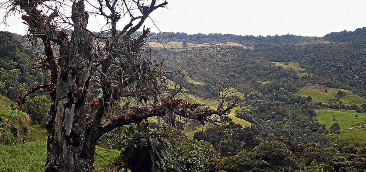 La selecci&oacute;n de las especies arbor&iacute;colas patrimoniales estar&aacute; a cargo de expertos que analizar&aacute;n algunos aspectos, como la biodiversidad que albergan.