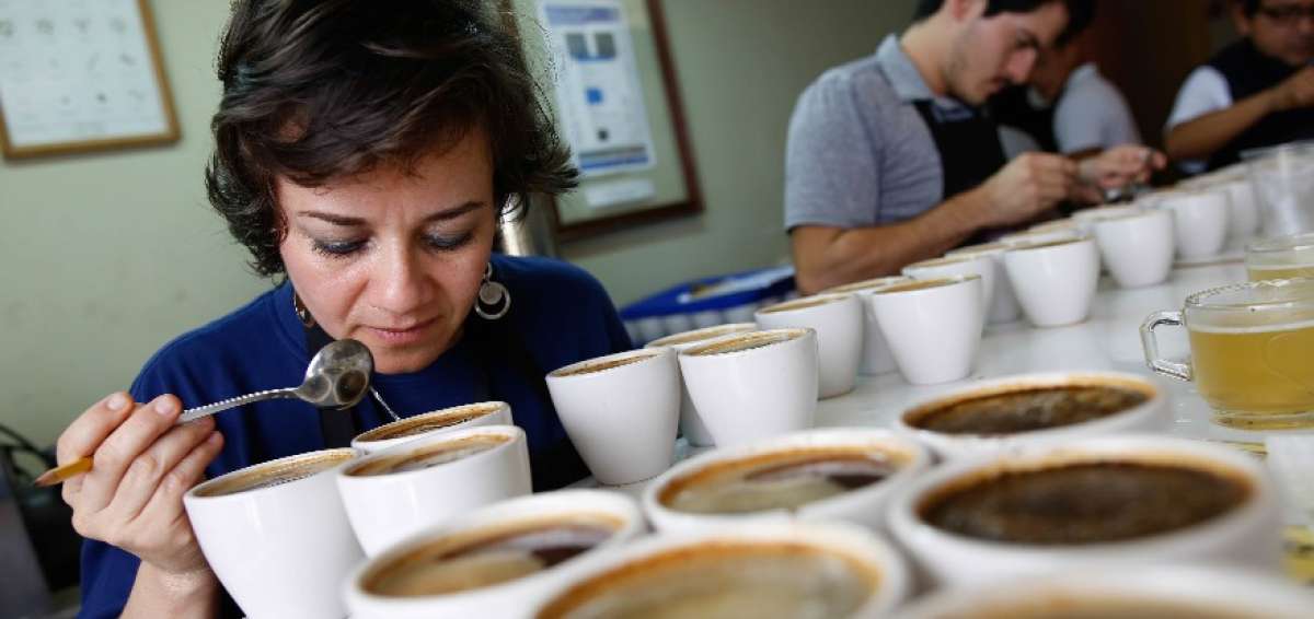 La selecci&oacute;n de la 'Taza dorada' de caf&eacute; inici&oacute; en Manta