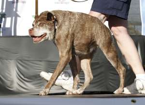 Un can giboso gana el concurso El perro m&aacute;s feo del mundo