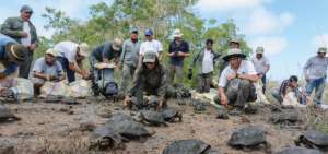 Tortugas nativas ser&aacute;n llevadas a Gal&aacute;pagos