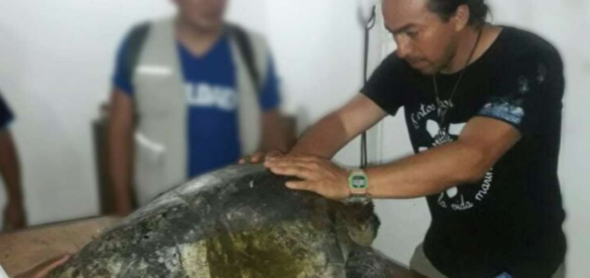 Tortuga herida fue rescatada en Playas Villamil
